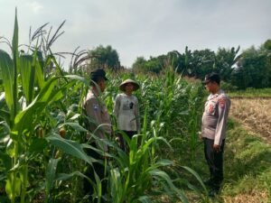 Polsek Ngasem Dampingi Petani Jagung, Dorong Ketahanan Pangan di Desa Sendangharjo