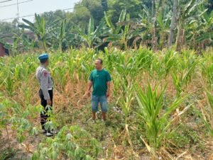 Polsek Padangan Dukung Ketahanan Pangan, Monitoring dan Pendampingan Tanaman Jagung